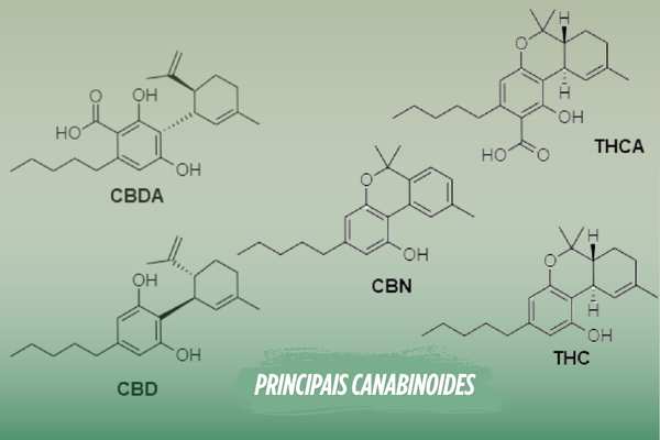 Principais canabinoides no tratamento com canabidiol Medpics