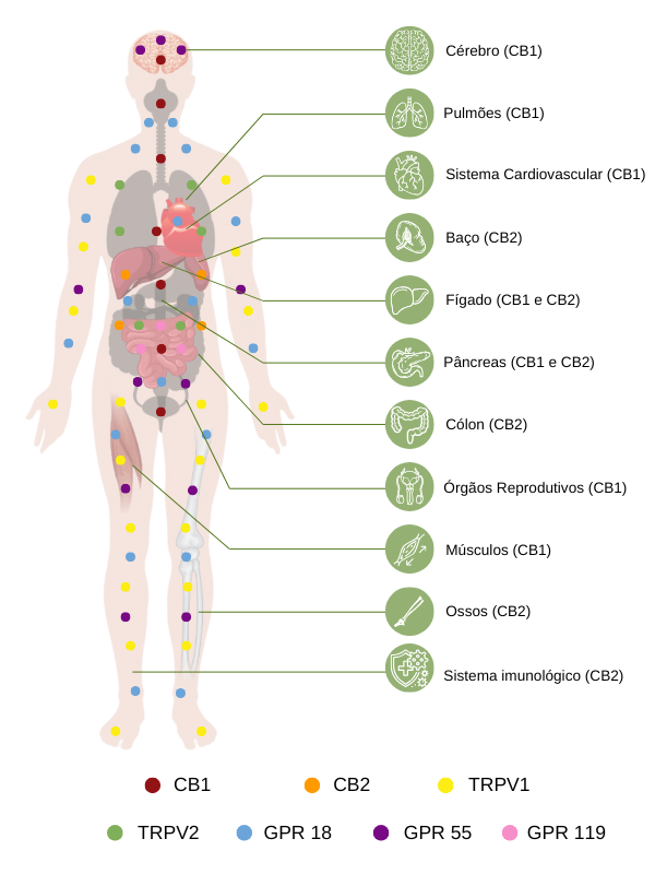 Receptores do sistema endocanabinoide pelo corpo no tratamento com cbd Medpics